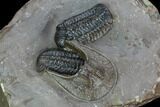 Two Austerops Trilobites With Harpid Headshield - Jorf, Morocco #127736-2